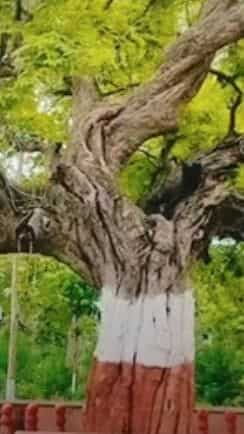 क्या आपने देखा है बावनी इमली पेड़, जहां दी गई थी 52 शहीदों को एक साथ फांसी ?