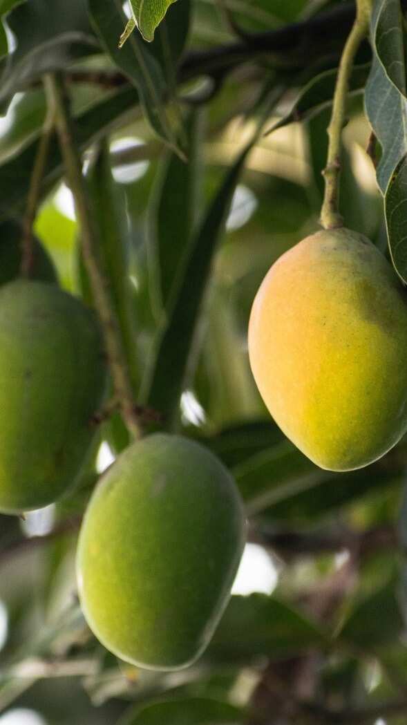6 Most expensive mango varieties in India