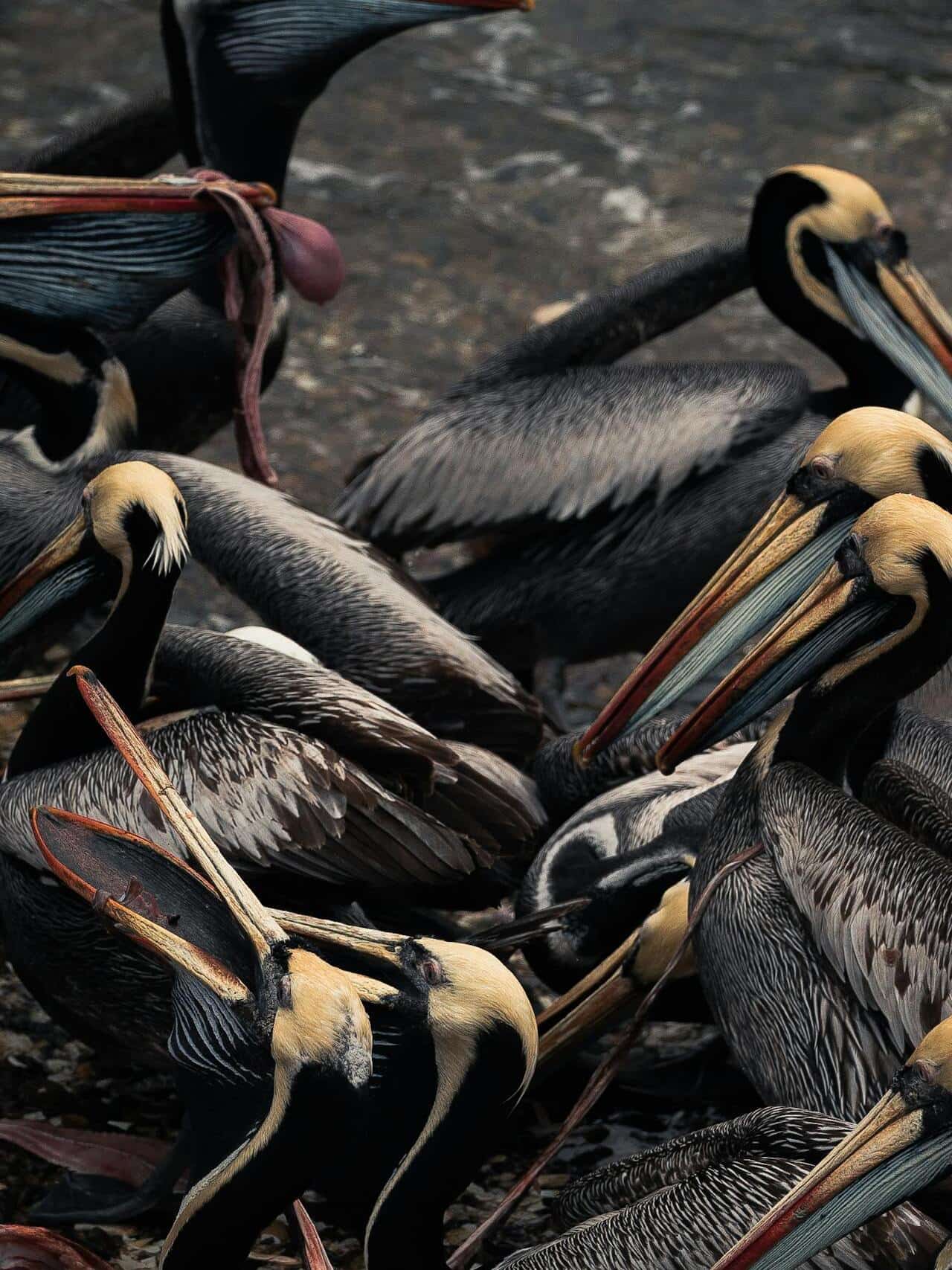 5 Animals That Don't Chew Their Food