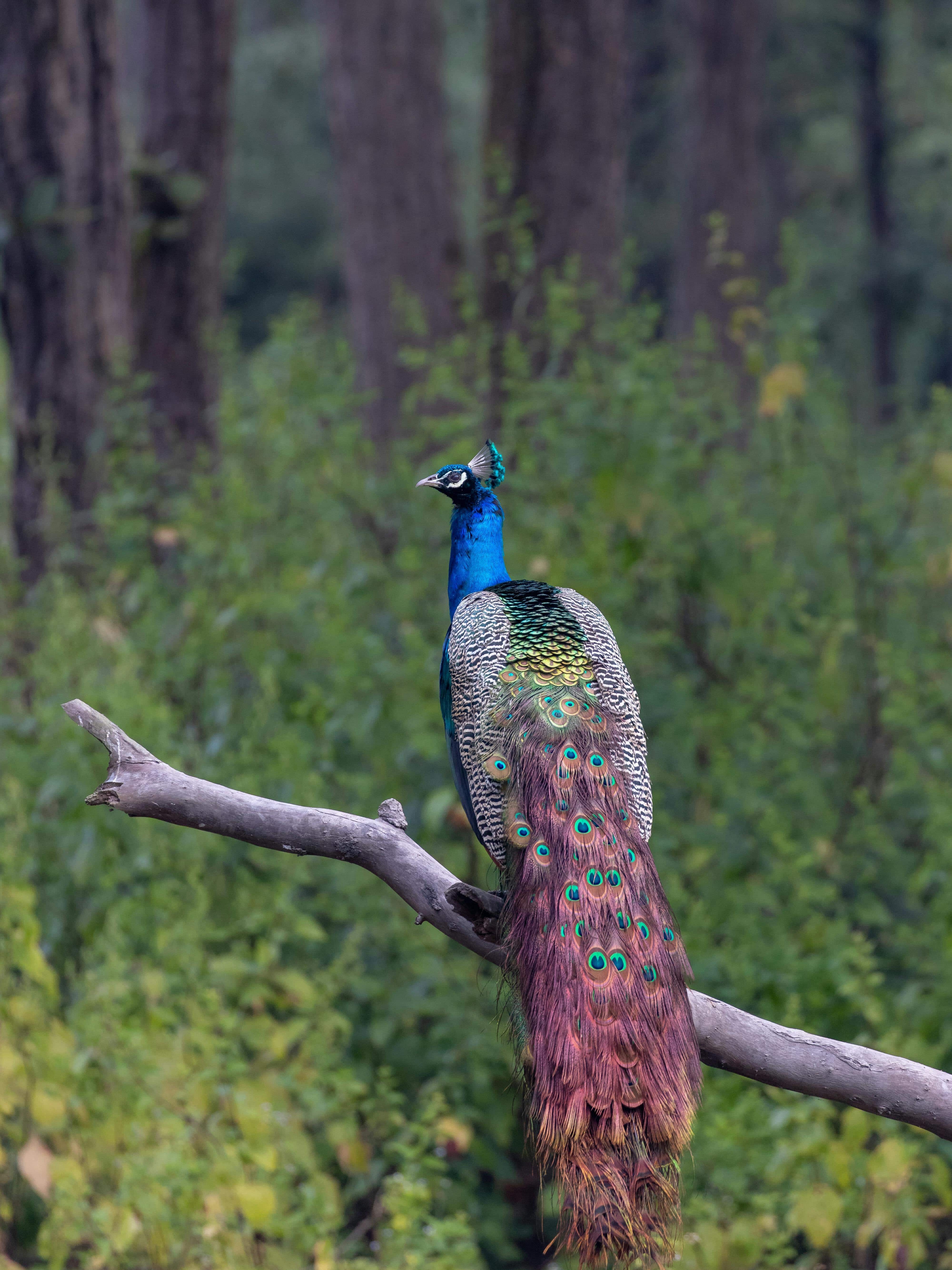 8-animals-that-are-illegal-to-pet-in-india