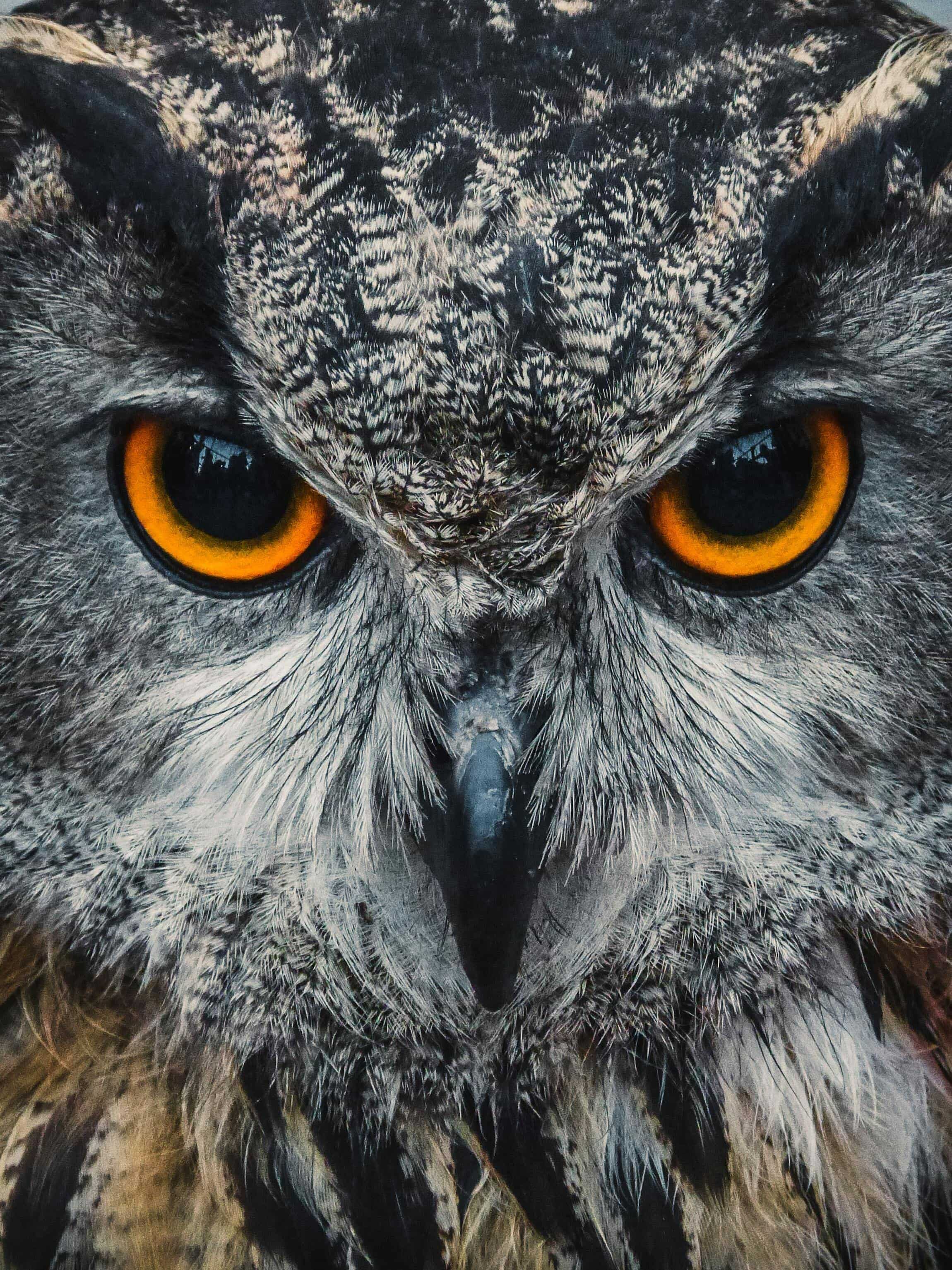 5-animals-who-sleep-with-eyes-open
