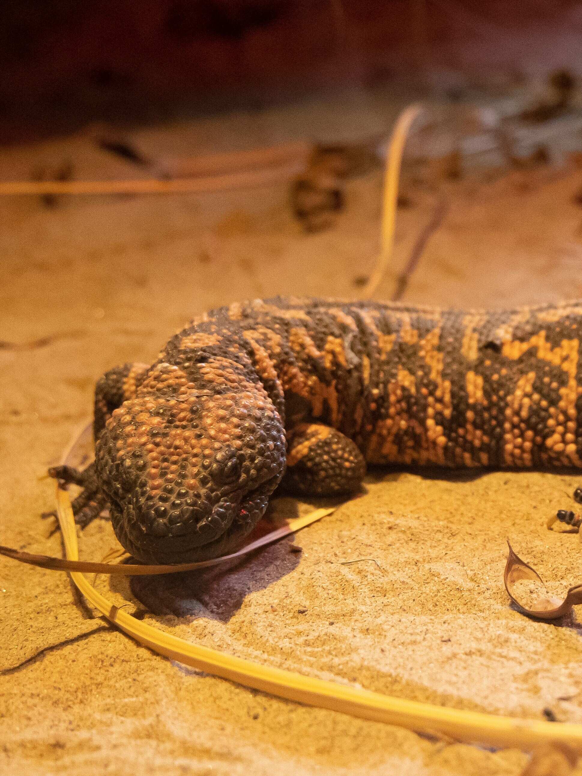 7 Most Venomous Creatures Besides Snakes