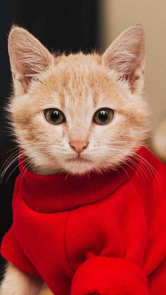 5 Tips to Keep Your Cats Cozy in Winters