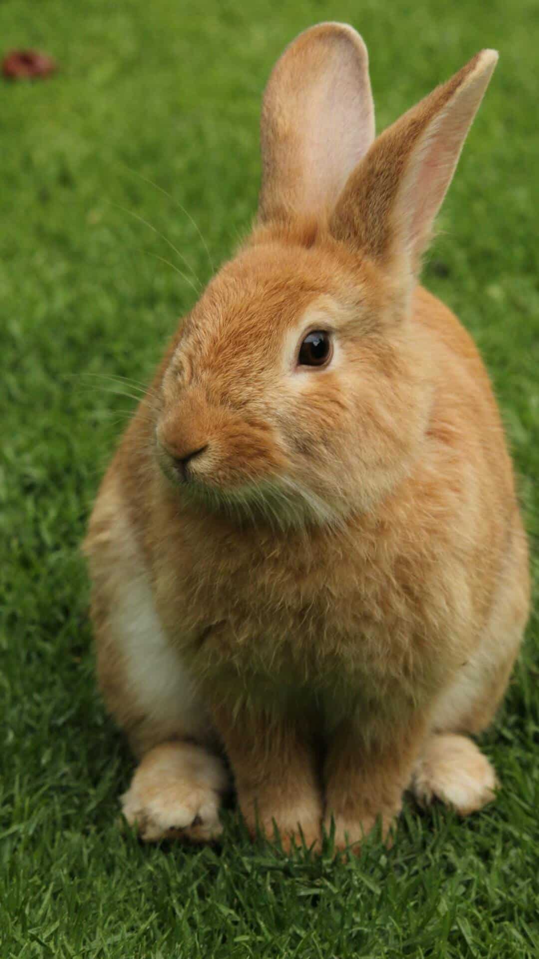 7 Tips to Keep Your Pet Rabbits Happy