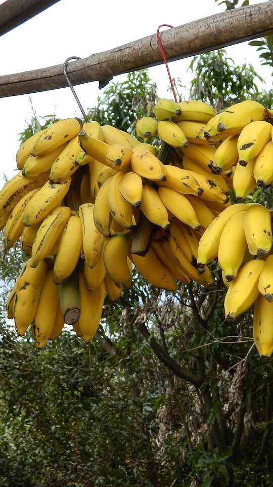 6 Foods That Are Naturally High in Digestive Enzymes