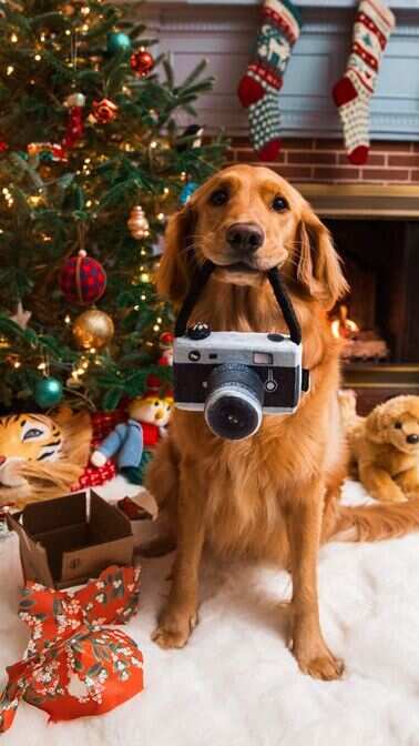 5 Cute Christmas Gifts for Your Furry Friends