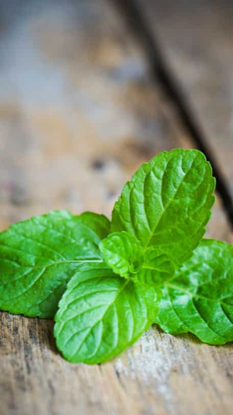 5 health benefits of pudina in summers