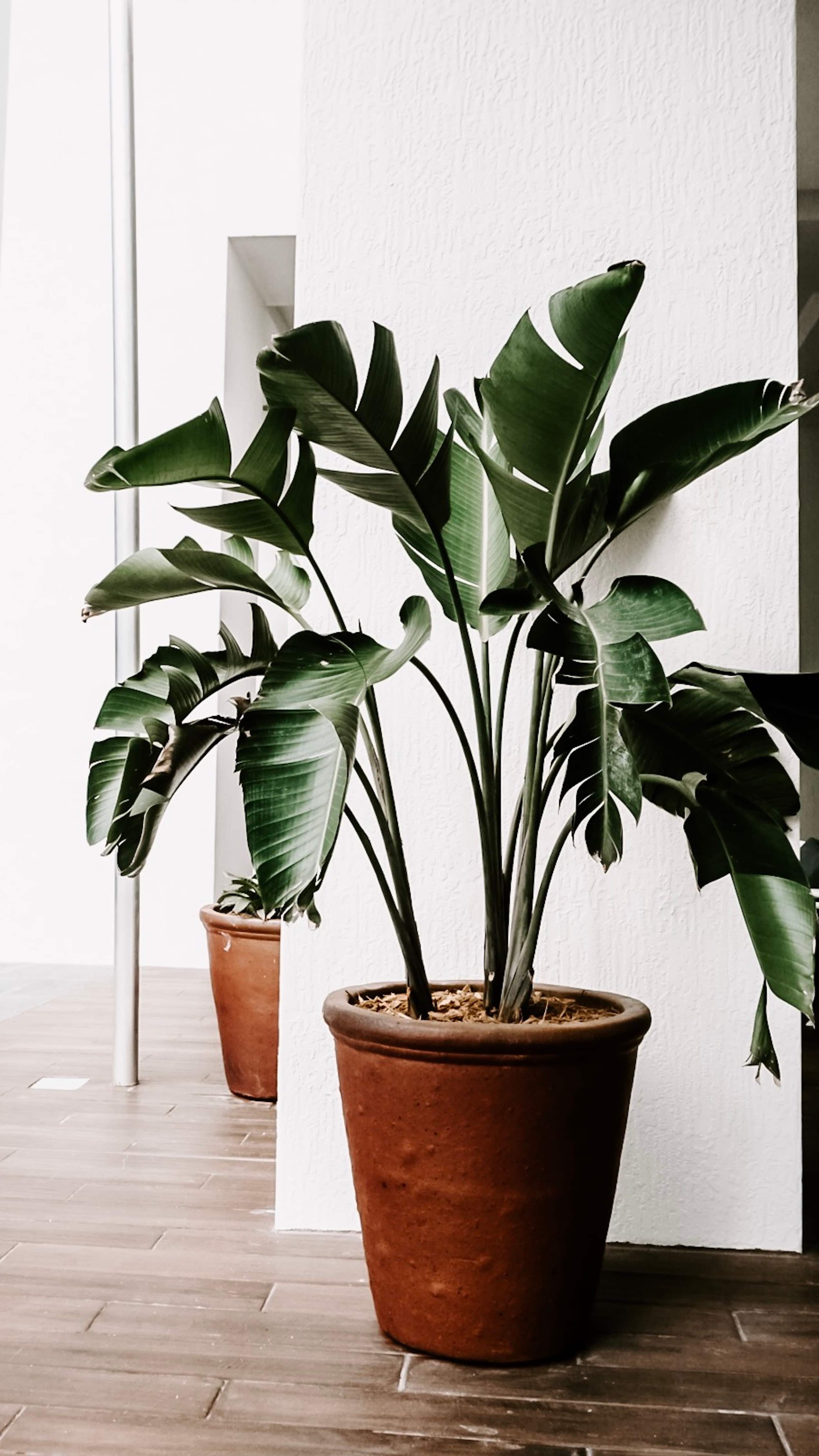 7 Common Plants That Bring You Bad Luck