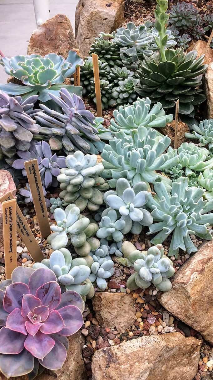 10 Plants That Attract Money Into Your Home And Office
