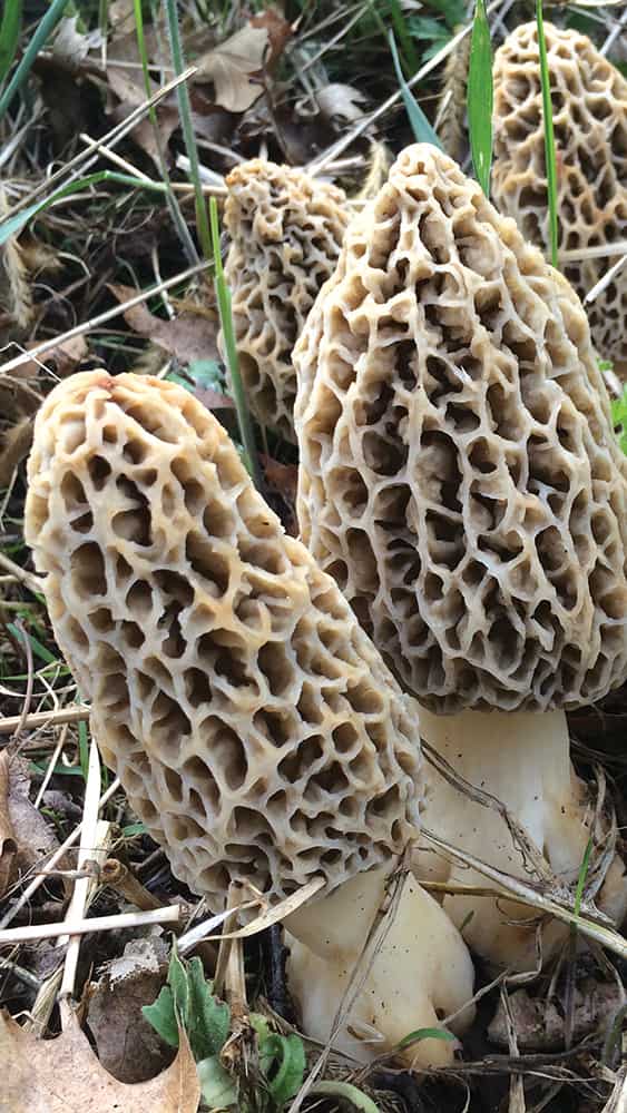 5 Health Benefits of Morel Mushrooms