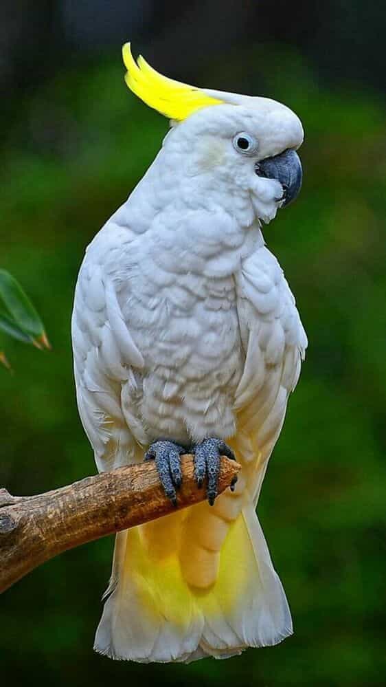 5 Beautiful Birds With Stunning Crowns
