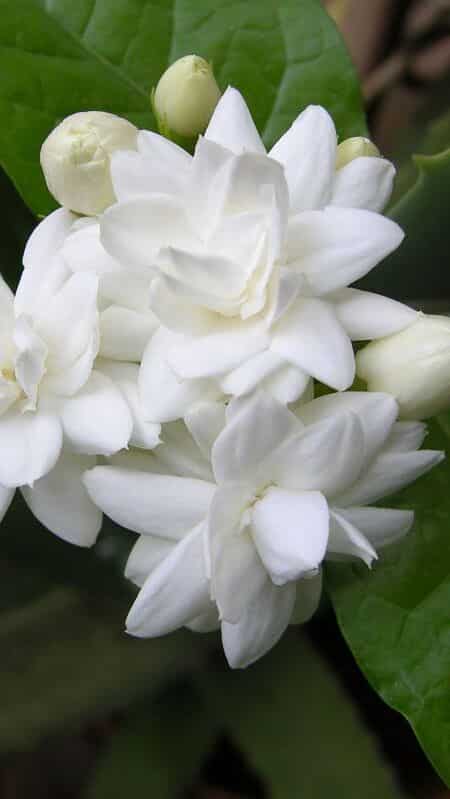 How to Grow Jasmine at Home in 6 Simple Steps