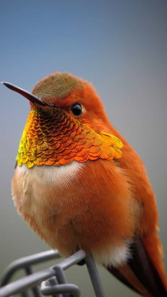 5 Beautiful Orange Birds That You'll Love
