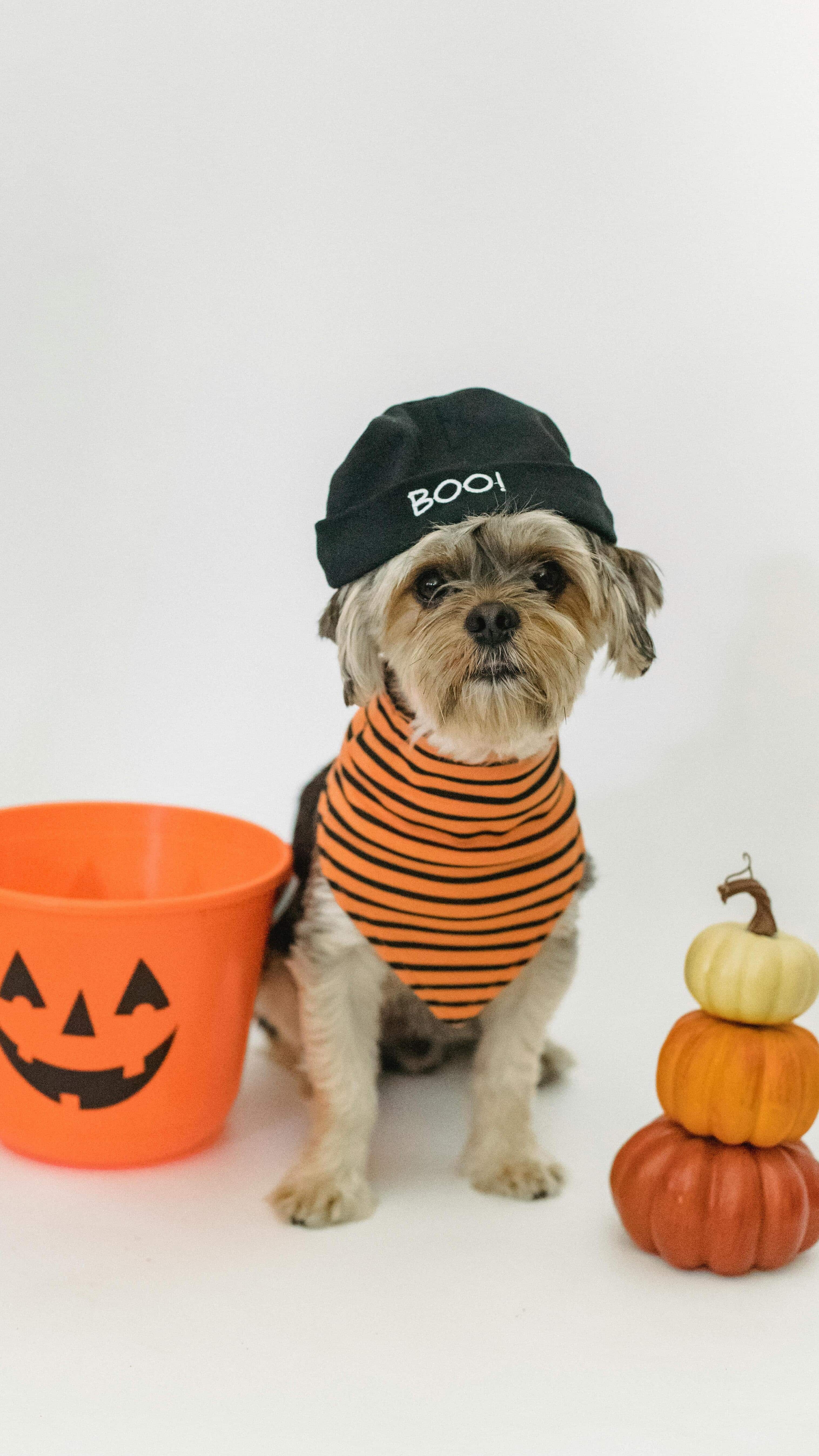 Creative Halloween Costumes for Pets: Include Your Furry Friend in the Fun