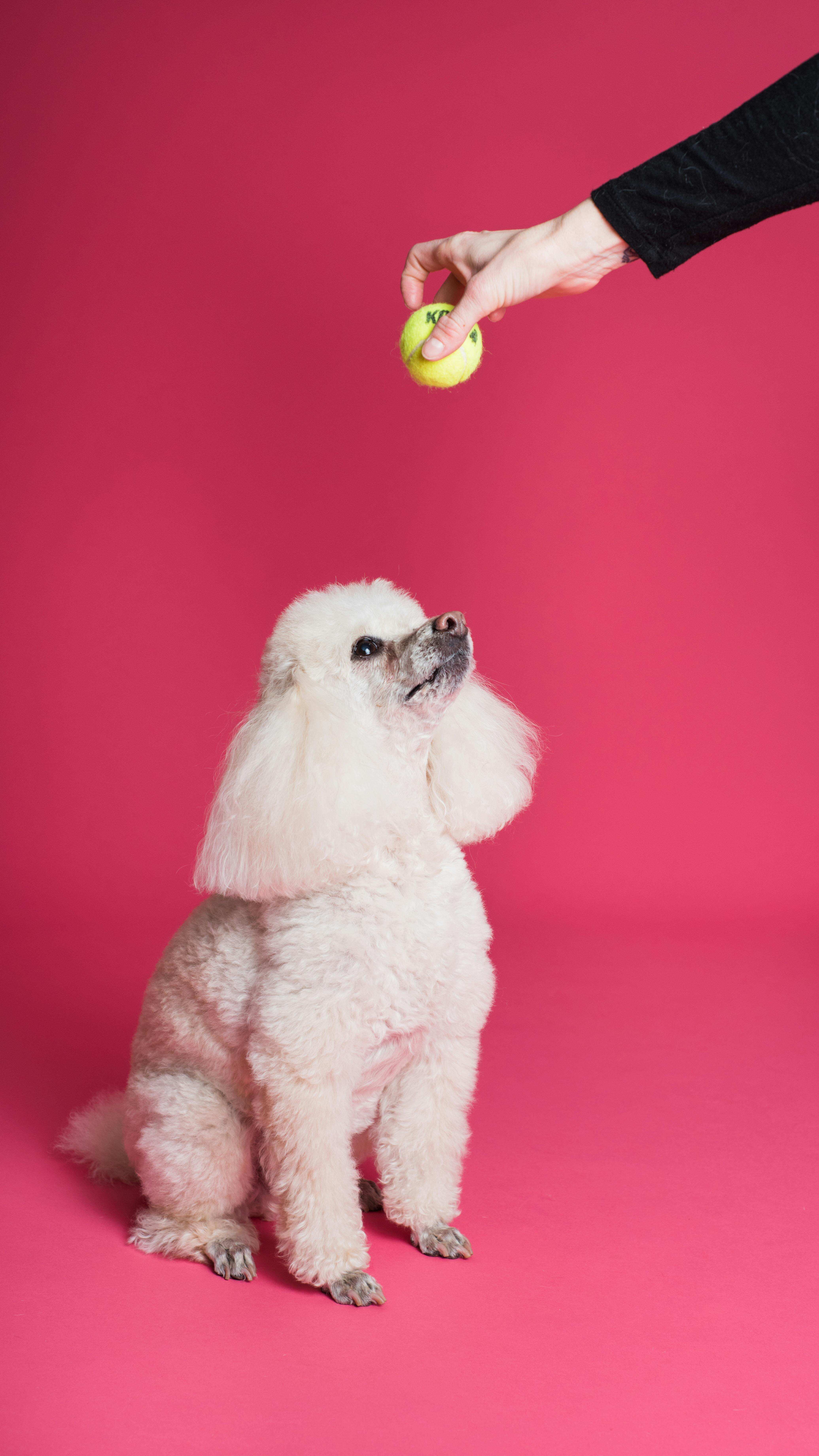 5 Essential Tips to Train Your Dog at Home