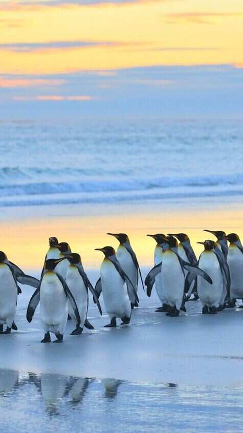 5 Locations to See Penguins in Their Natural Habitat