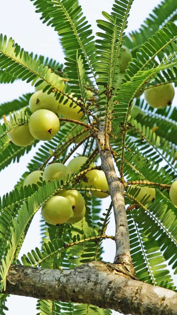 Step-by-Step Guide to Grow Gooseberry (Amla) in Pot
