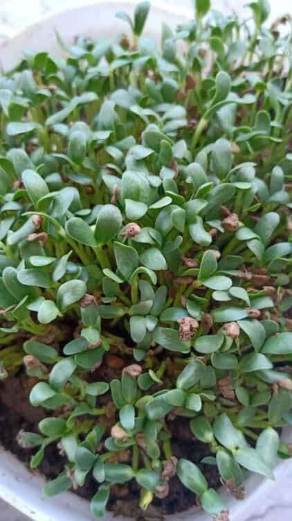 5 Simple Steps to Grow Fenugreek (Methi) at Home
