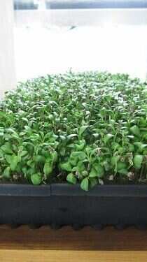 5 Simple Steps to Grow Fenugreek (Methi) at Home