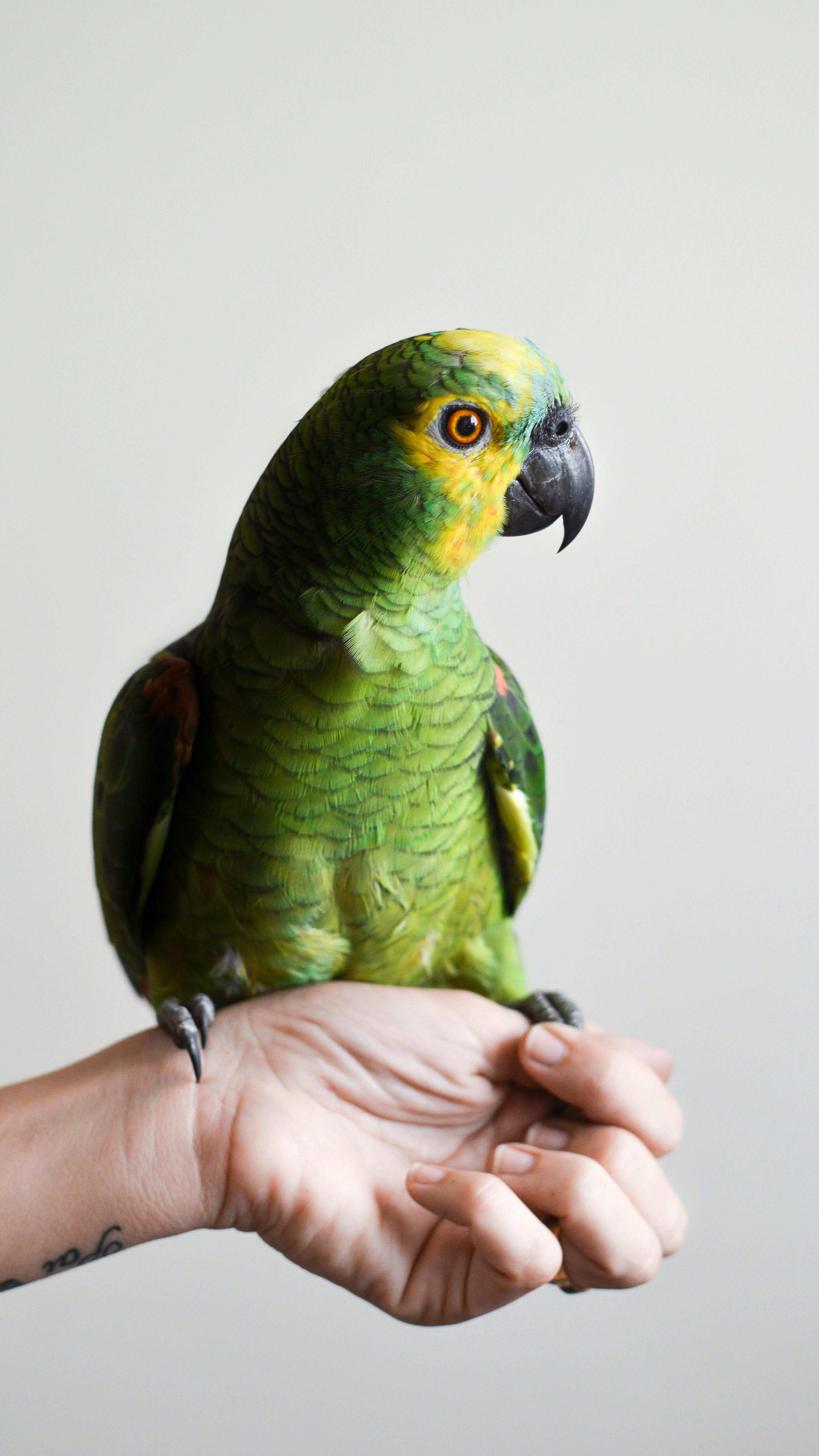 How are Certain Birds Able to Mimic Human Speech So Well?