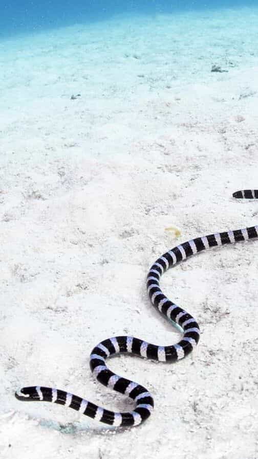 5 Beautiful Yet Deadly Sea Snakes You Should Know About