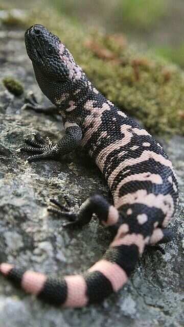 5 Venomous Animals That Are Dangerous But Provide Medical Benefits
