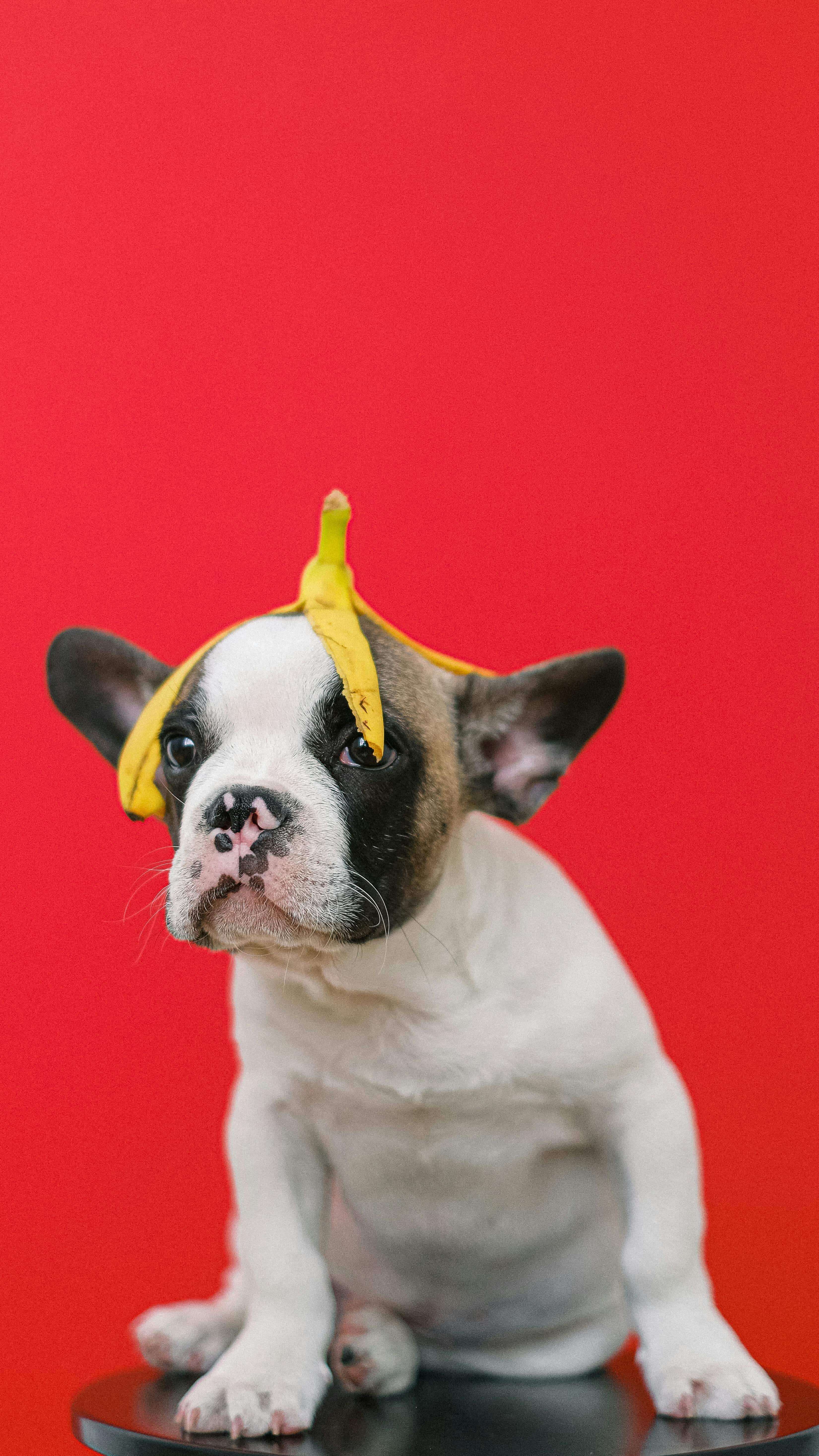 5 Most Common Fruit That Can Be Fatal For Your Dog