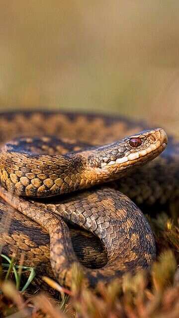 Animals That Go Into Hibernation During Winter


