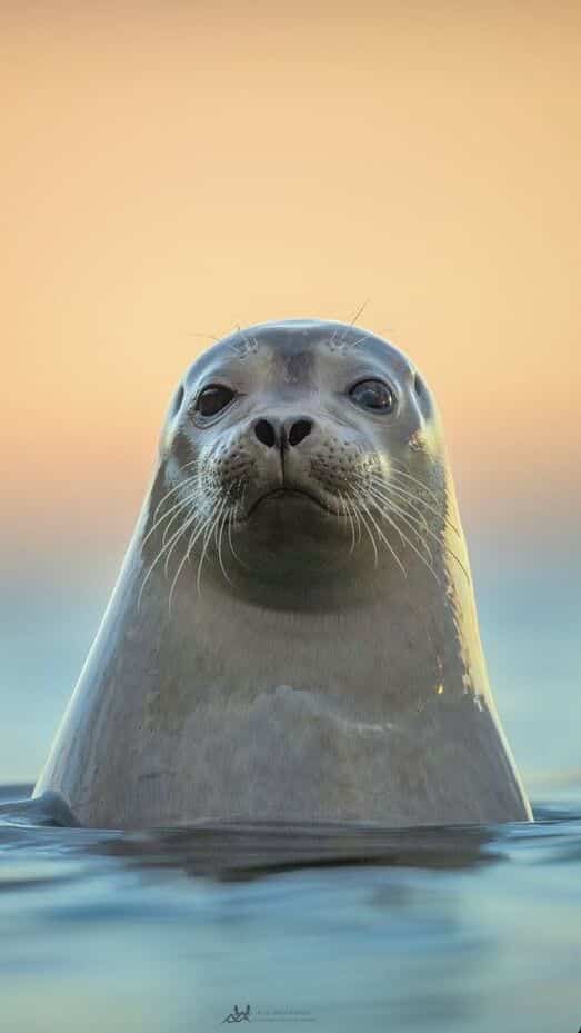 5 Animals with Natural Swimming Skills
