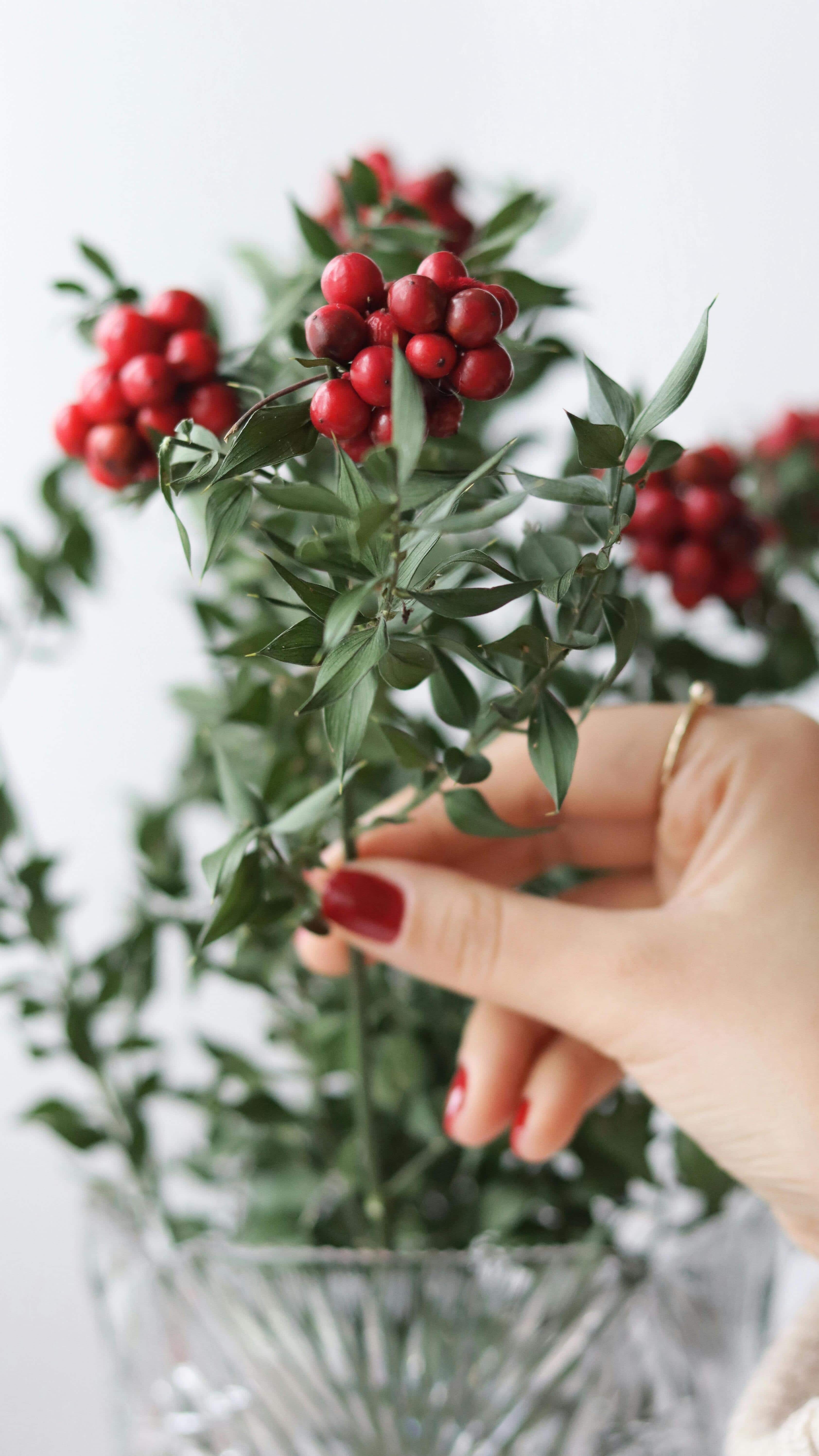 5 Indoor Plants for Christmas Decoration