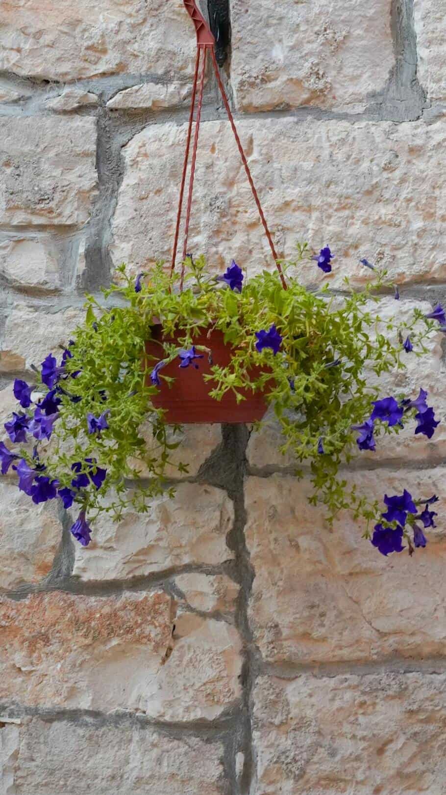 6 Best Summer Flowers to Grow in Your Garden