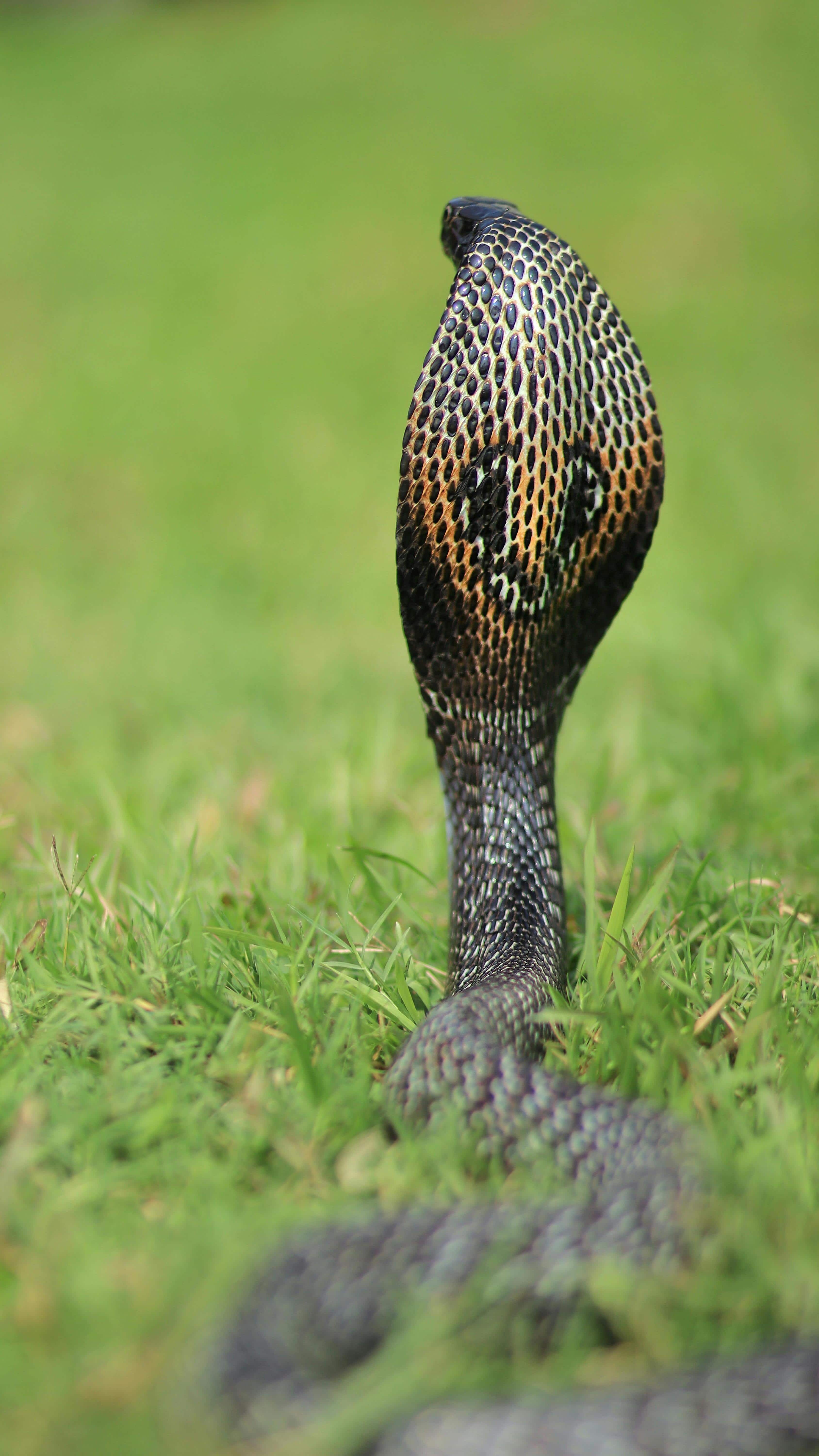 7 Most Popular Reptiles in The World