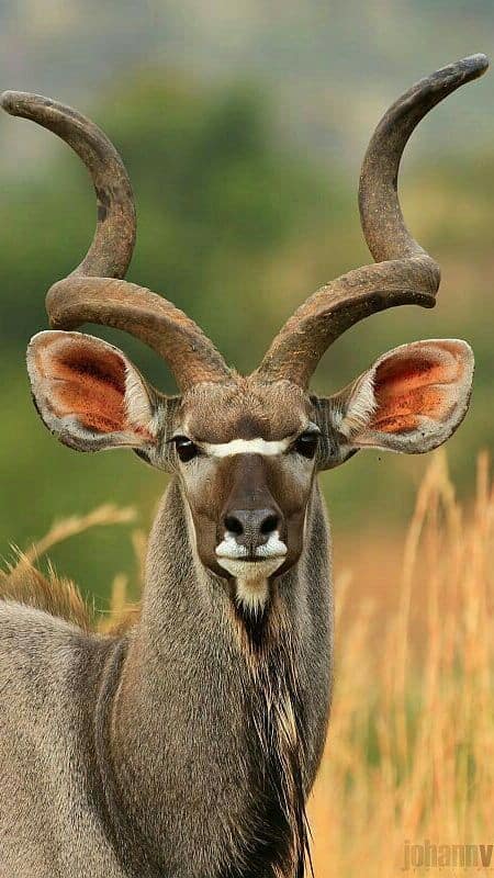 Animals With Stunning and Powerful Horns
