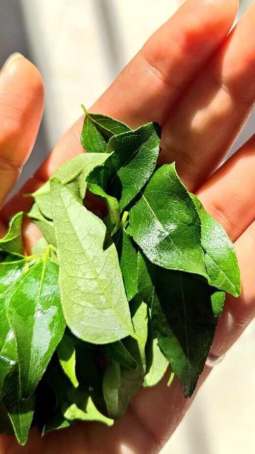 5 Benefits of Eating Curry Leaves on Empty Stomach in Morning