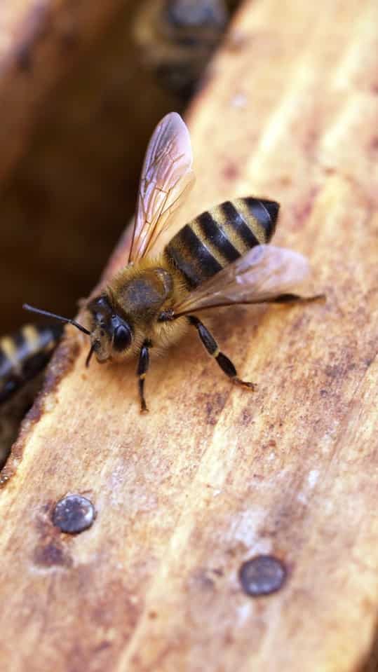 6 Lesser-known Facts About Honey Bees