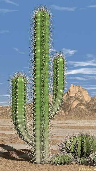 Plants That Flourish in Desert
