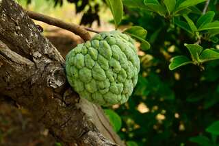 6 Benefits Of Custard Apple 
