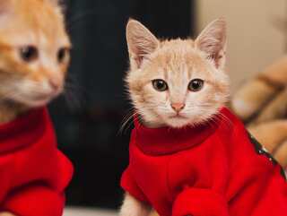 5 Tips to Keep Your Cats Cozy in Winters 