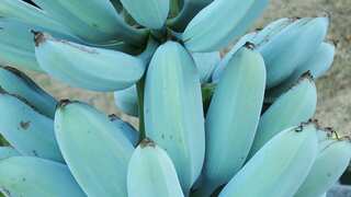 5 Health Benefits of Blue Java Bananas 