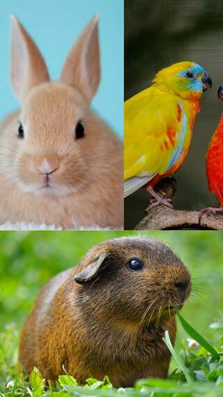 6 Cheapest Pets That You Can Own 
