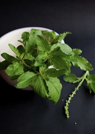 10 Benefits Of Consuming Tulsi Seeds 
