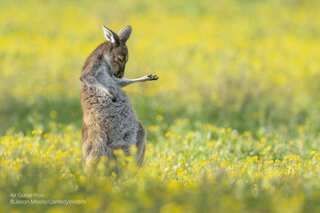 Wacky, Cute and Funny: Our Favourite Comedy Wildlife Photo Award Entries