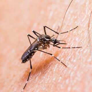 First Chikungunya Vaccine Approved In The US