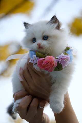 Five Ways to Keep Your Cats Calm During Diwali Fireworks 