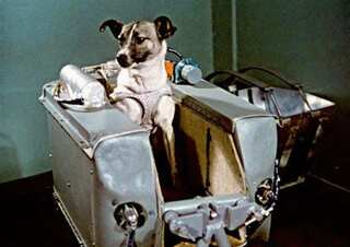 7 Heroic Animals That Left a Mark on History
