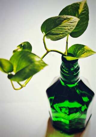 7 Amazing Plants That Grow From Leaves
