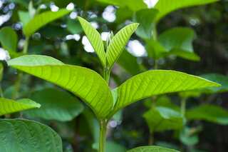 5 Leaves That Lower Blood Sugar Levels