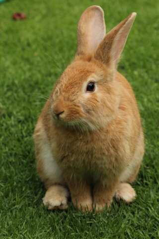 7 Tips to Keep Your Pet Rabbits Happy 
