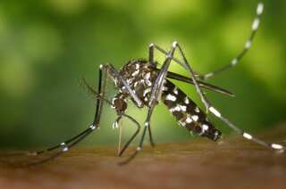 Stay Safe: 5 Essential Tips for Dengue Prevention