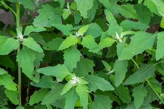 7 Healthy Winter Vegetables Now In Season